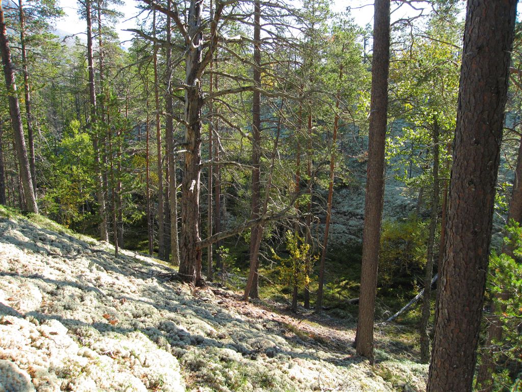 Naturbase faktaark